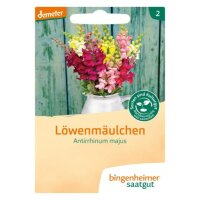 Löwenmäulchen, Tüten