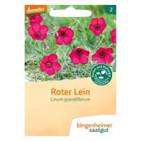 Roter Lein Linum grandiflorum, Tüten