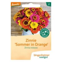 Zinnie Sommer in Orange, Tüten